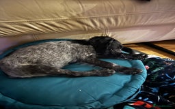 Cocker Spaniel dogs for sale: Cocker spaniel for rehoming  - Advert 5