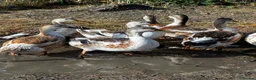 Ducks poultry for sale: Miniature silver Appleyard trio - Advert 1