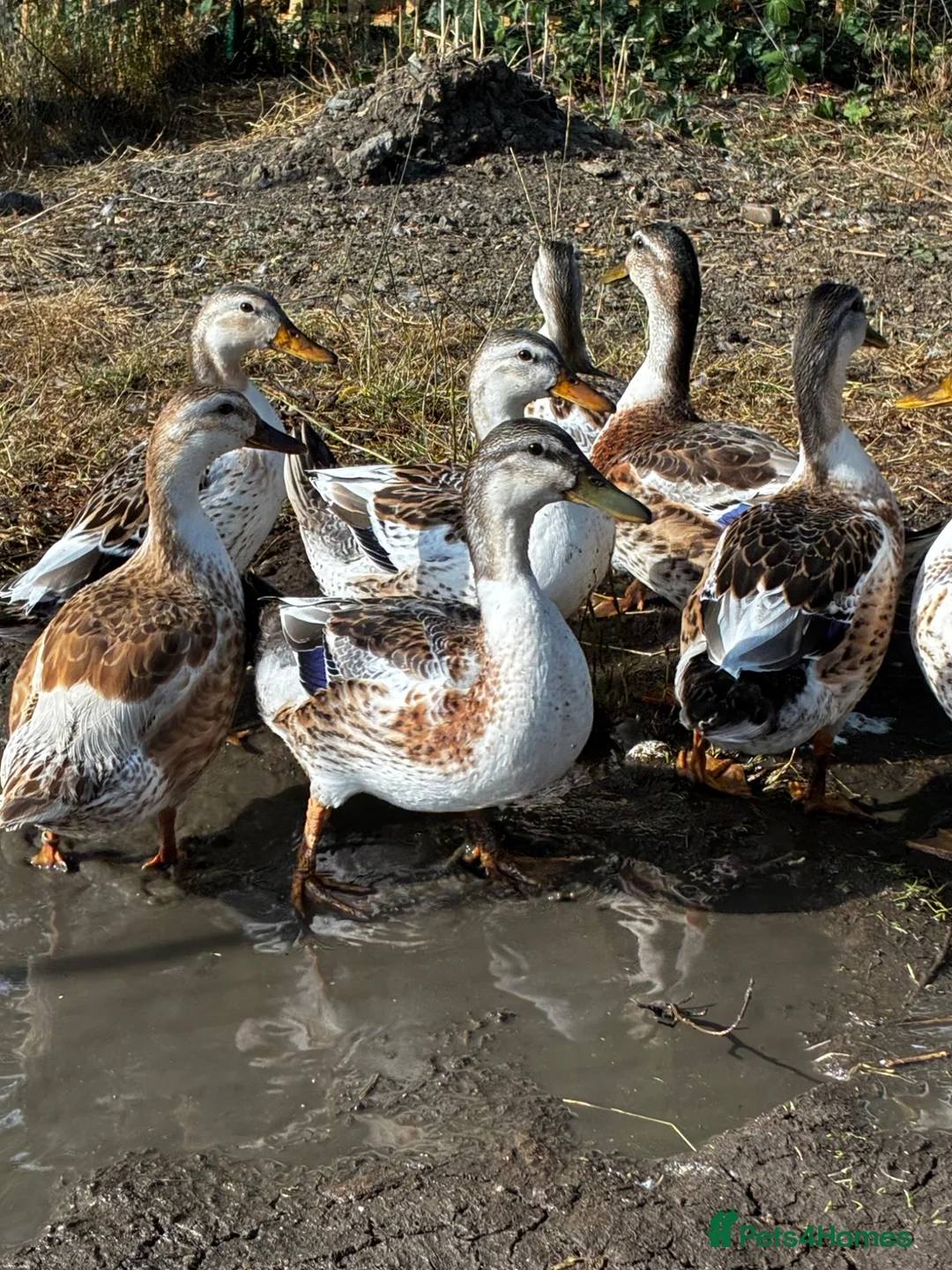 Ducks poultry for sale: Miniature silver Appleyard trio - Advert 1