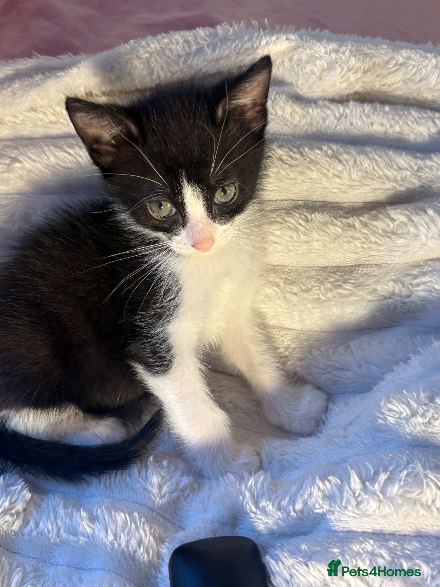 Domestic Shorthair cats 🐾 Gorgeous Black & White Kittens  - Advert 9