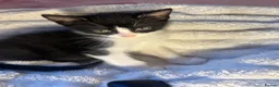 Domestic Shorthair cats for sale: 🐾 Gorgeous Black & White Kittens  - Advert 1