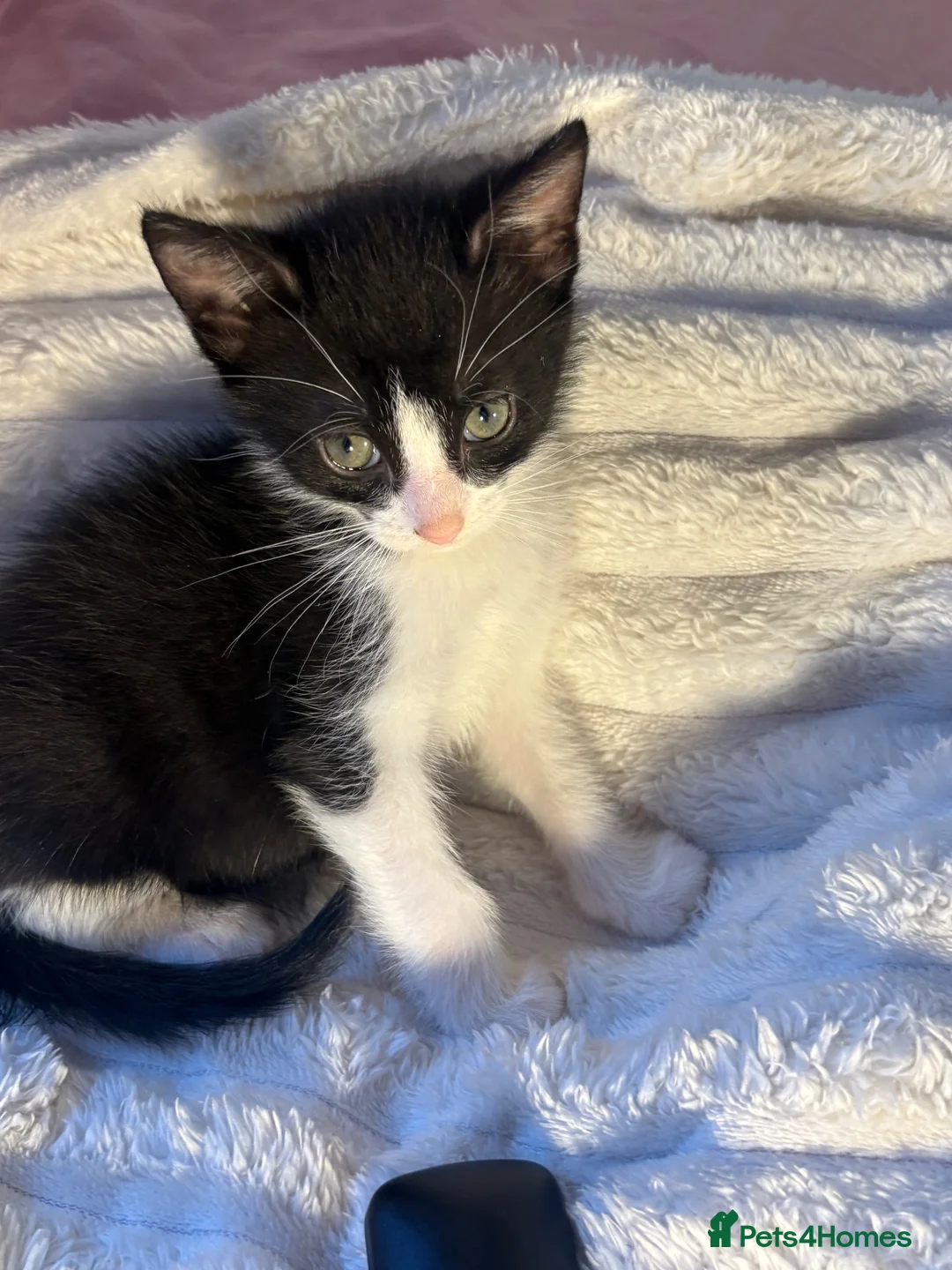 Domestic Shorthair cats for sale: 🐾 Gorgeous Black & White Kittens  - Advert 1