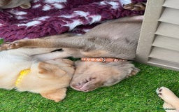 Labrador Retriever dogs for sale: Stunning Rare Coloured Pups Health Tested Parents  - Image 4
