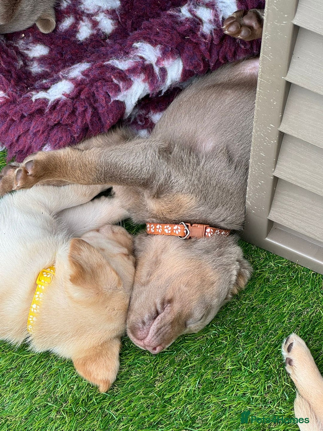Labrador Retriever dogs for sale: Stunning Rare Coloured Pups Health Tested Parents  - Image 4