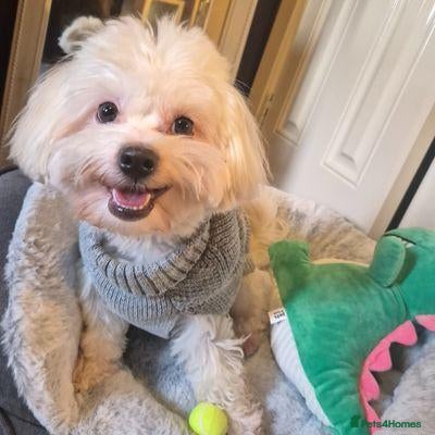Mixed Breed dogs 2-Year-Old Maltese Looking for His Forever Home ❤️ - Advert 17