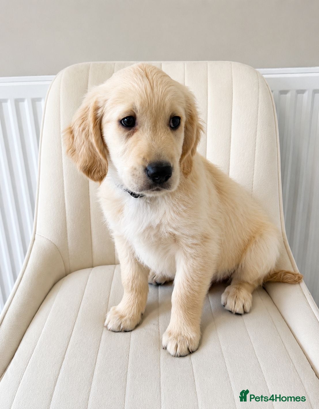 Golden Retriever dogs Stunning KC golden retriever puppies - Advert 15