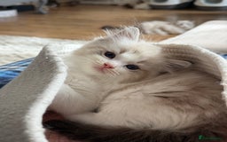 Ragdoll cats for sale: ✨ Gorgeous Ragdoll Kittens – Ready to Reserve! ✨ - Image 1