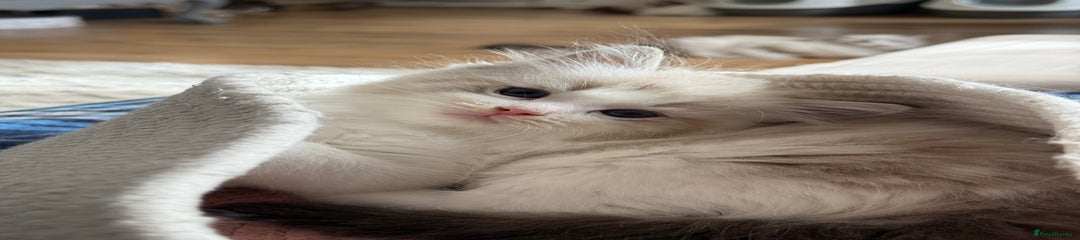 Ragdoll Kitten 1