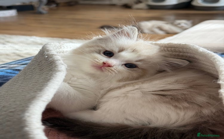 Ragdoll cats - Advert 2