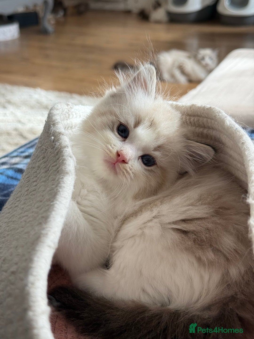 Ragdoll cats for sale: ✨ Gorgeous Ragdoll Kittens – Ready to Reserve! ✨ - Image 1