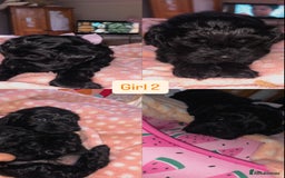 Shihpoo dogs for sale: Beautiful Shihpoos 🐶🐾 - Image 8