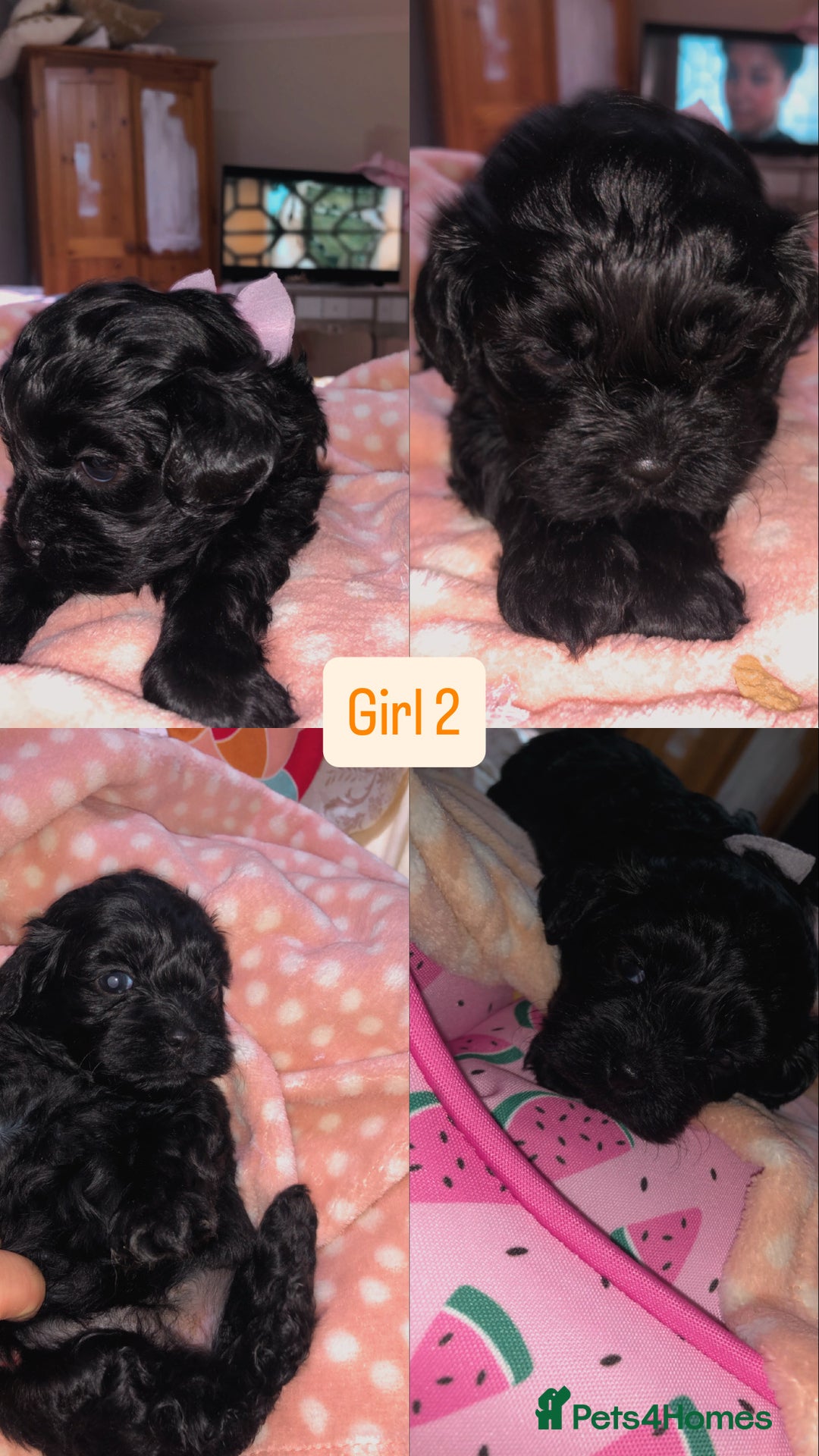 Shihpoo dogs for sale: Beautiful Shihpoos 🐶🐾 - Image 8
