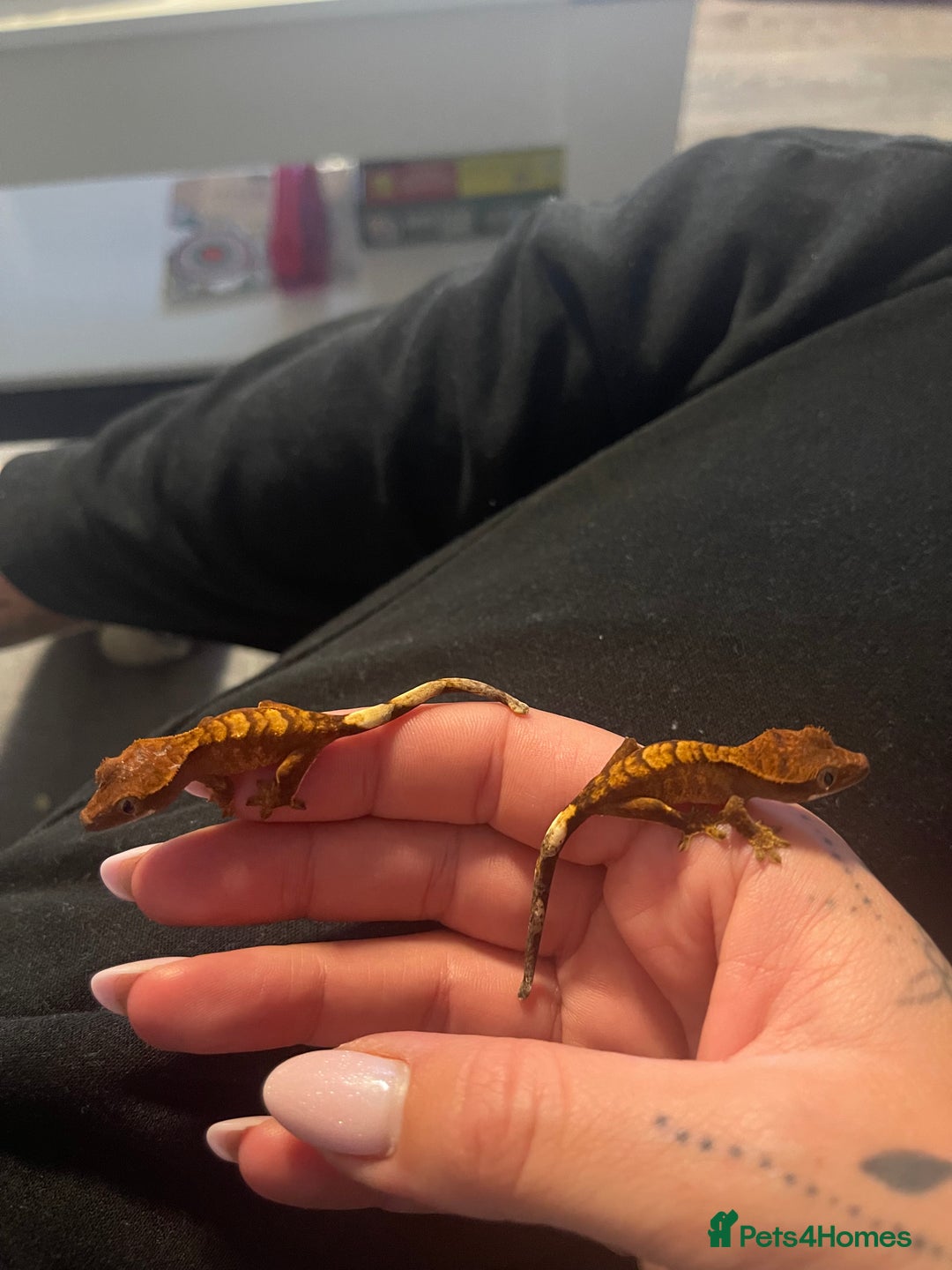 Gecko reptiles for sale: Baby Crested Geckos  - Image 3