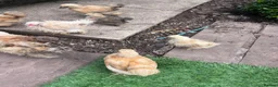 Chickens poultry for sale: Purebred bantam chicks - to point of lay birds - Advert 4