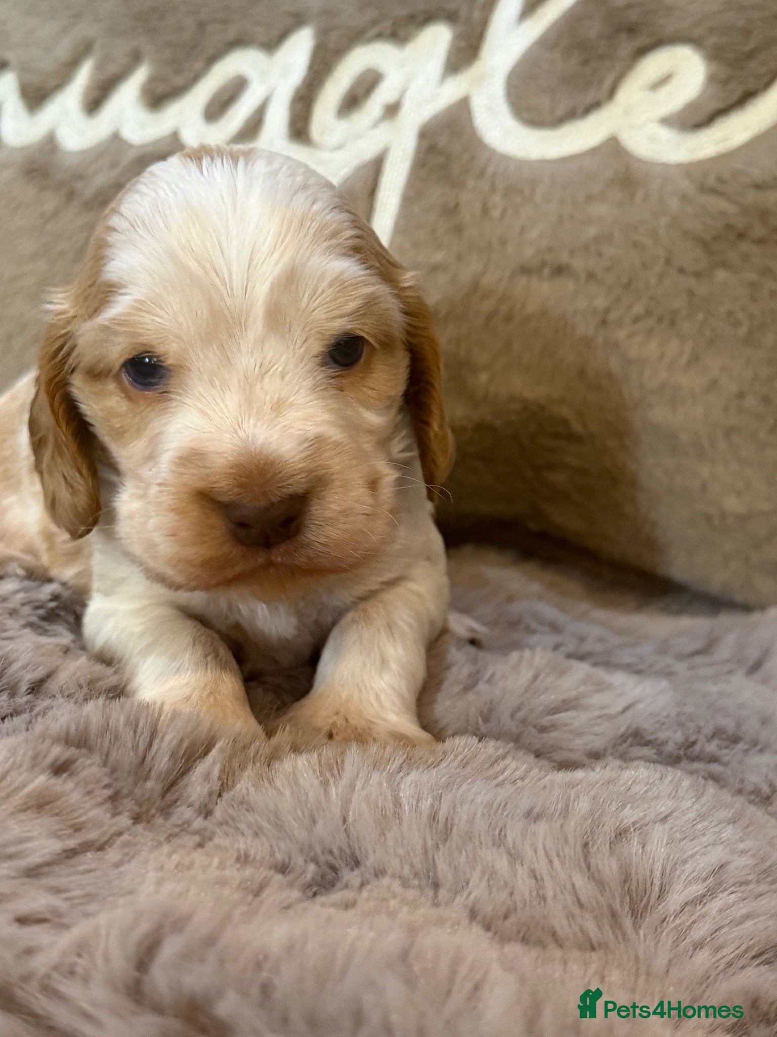 Cocker Spaniel dogs Show Cocker Spaniels Orange Roan - Advert 1