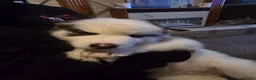 Siberian Husky dogs for sale: EBONY / ARYA SIBERIAN HUSKYS READY TO LEAVE  - Advert 14