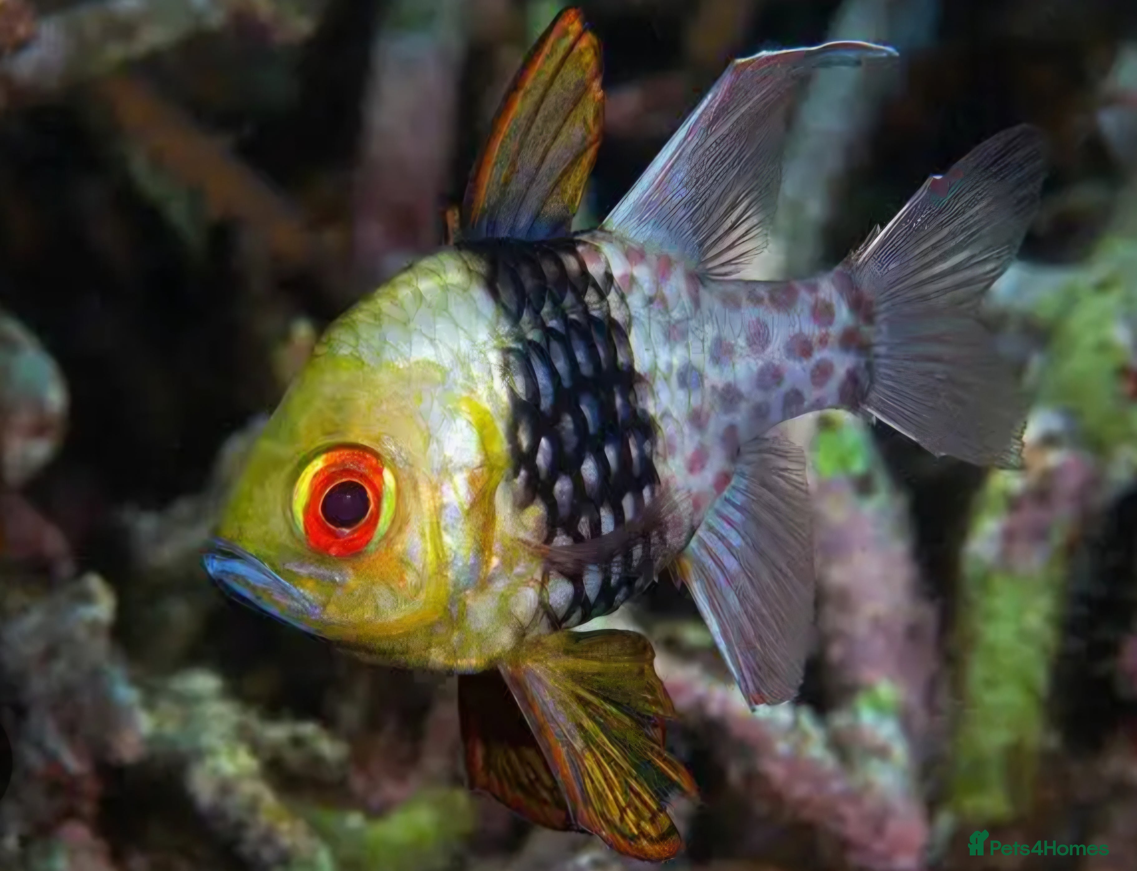 Other/Mixed Breed fish Pajama Cardinalfish - Advert 24