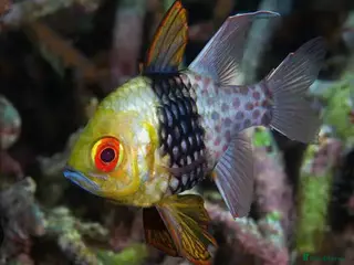 Other/Mixed Breed fish Pajama Cardinalfish - Advert 24