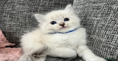 Siberian cats - Advert 3