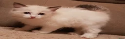 Ragdoll cats for sale: Ragdoll kittens ready now - Advert 2