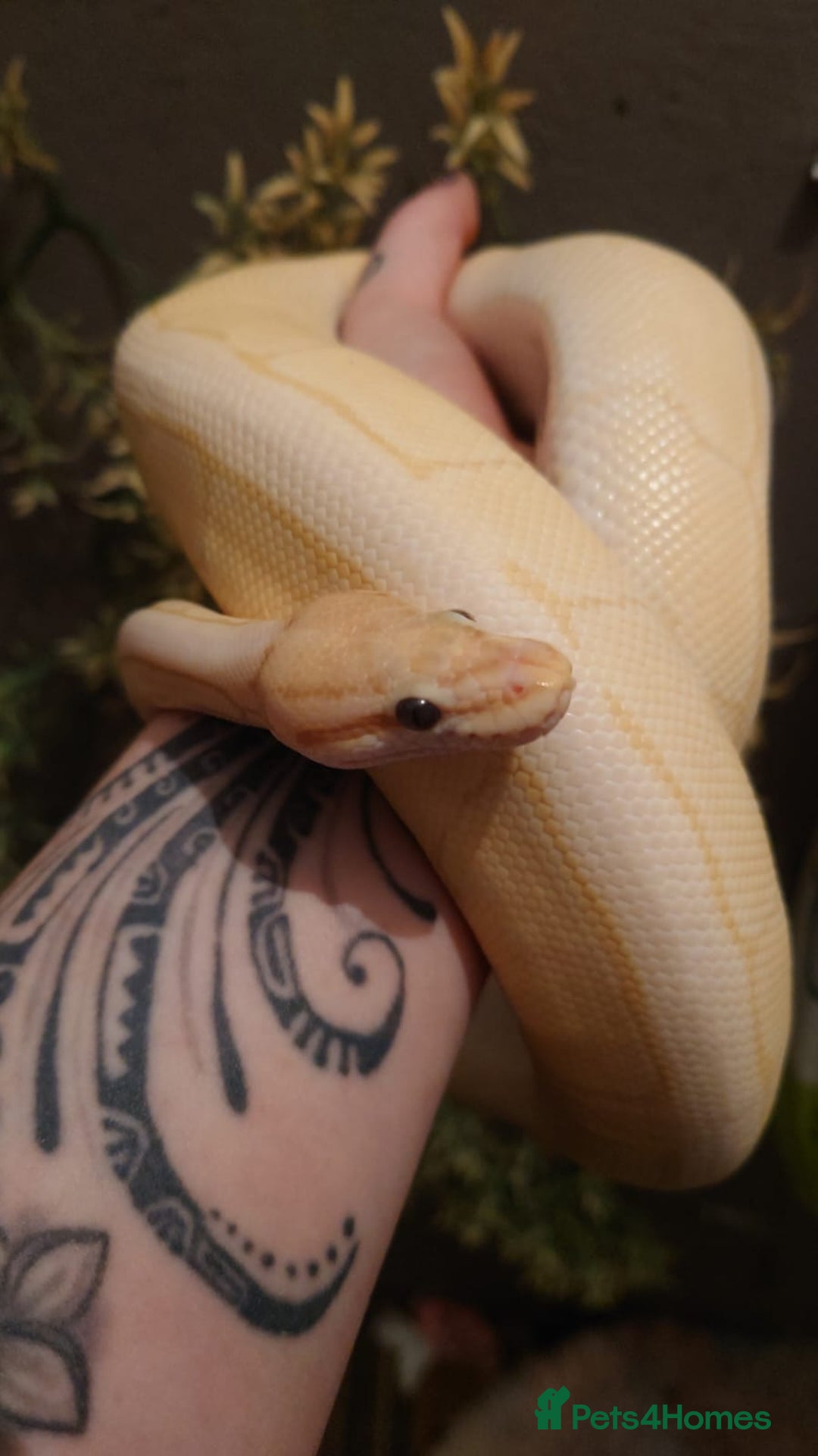 Python Snake reptiles for sale: Male royal python  - Image 4