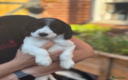 Cocker Spaniel dogs for sale: Exceptional Working Cocker Spaniel Pups–Ready Now! - Image 7