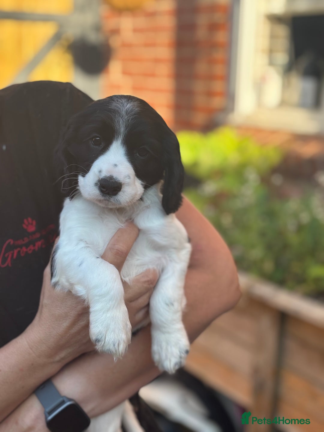 Cocker Spaniel dogs for sale: Exceptional Working Cocker Spaniel Pups–Ready Now! - Image 7