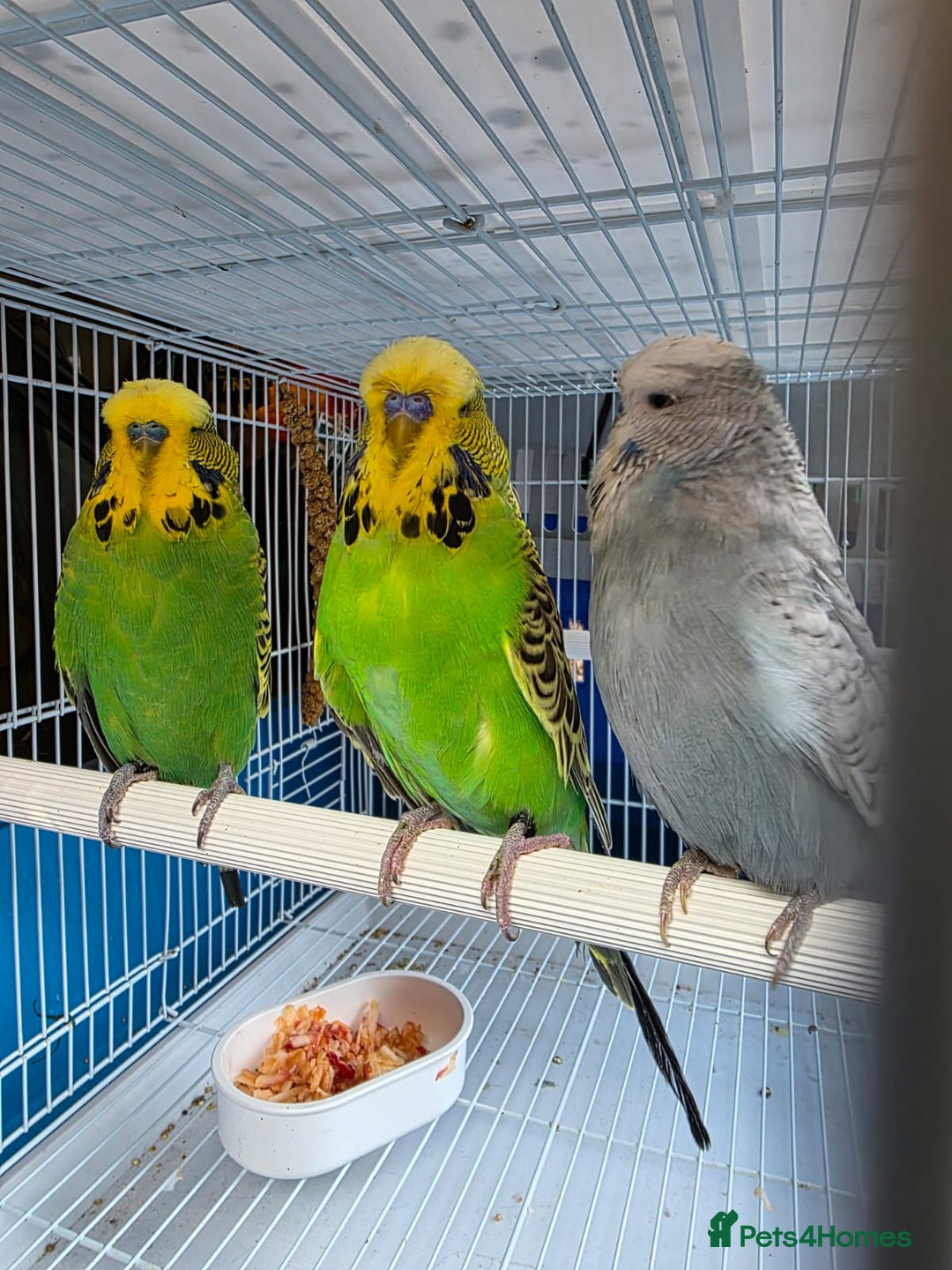 Finches birds for sale: Finches, Canaries and Budgies - Image 10