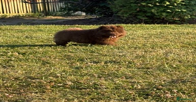 Chow Chow dogs - Advert 3
