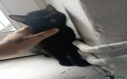 British Shorthair cats for sale: 3 black female kittens for sale - Image 3