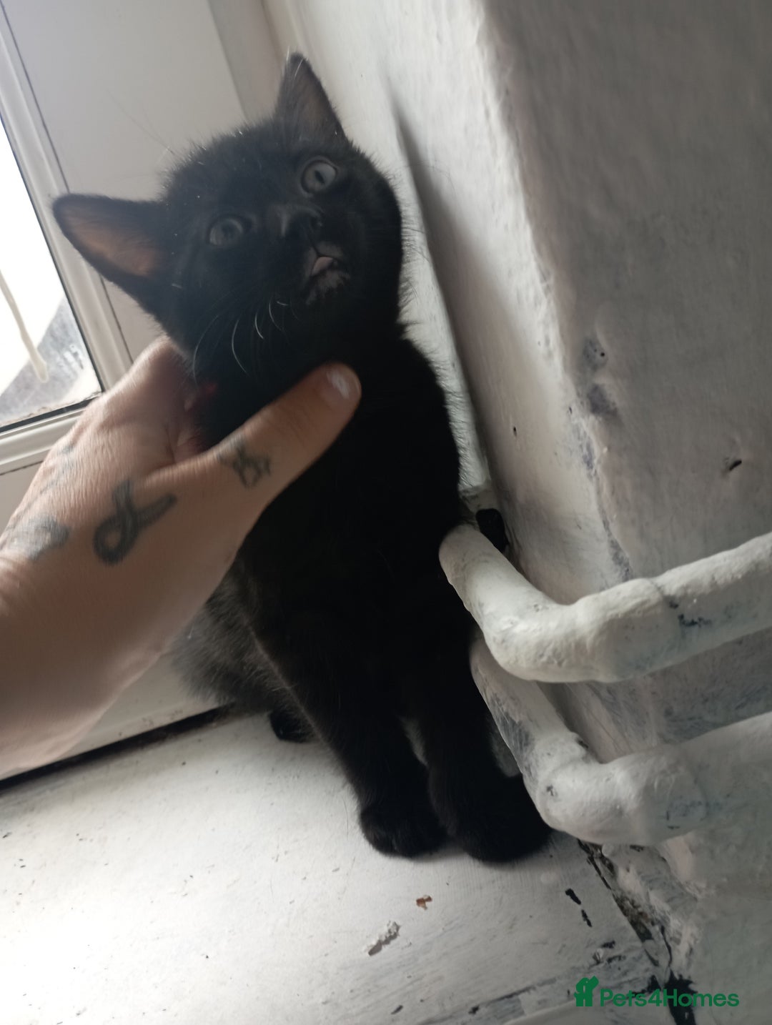 British Shorthair cats for sale: 3 black female kittens for sale - Image 3