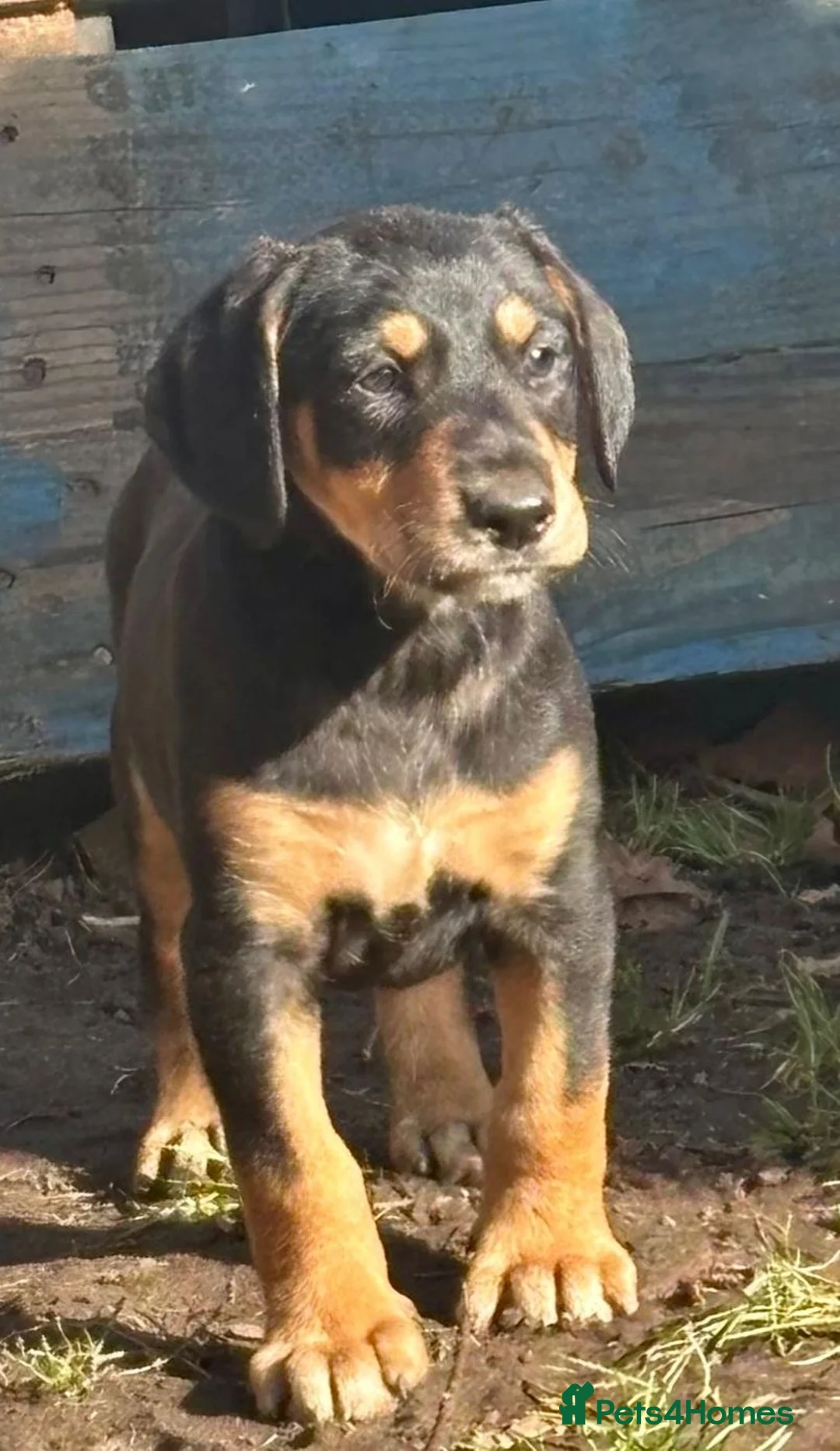 Mixed Breed dogs for sale: Lurcher x dobermen in Doncaster - Advert 32