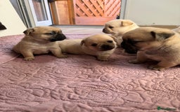 Mixed Breed dogs for sale: Adorable Pug x Pomeranian Puppies  - Image 19