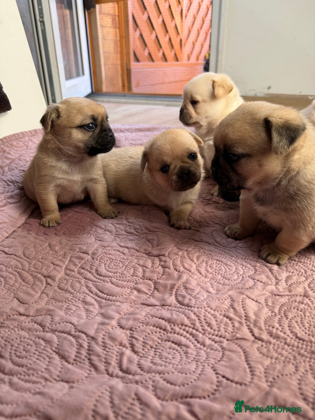 Mixed Breed dogs for sale: Adorable Pug x Pomeranian Puppies  - Image 19