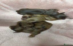 Miniature Dachshund dogs for sale: Miniature long haired dachshund puppies  - Image 2