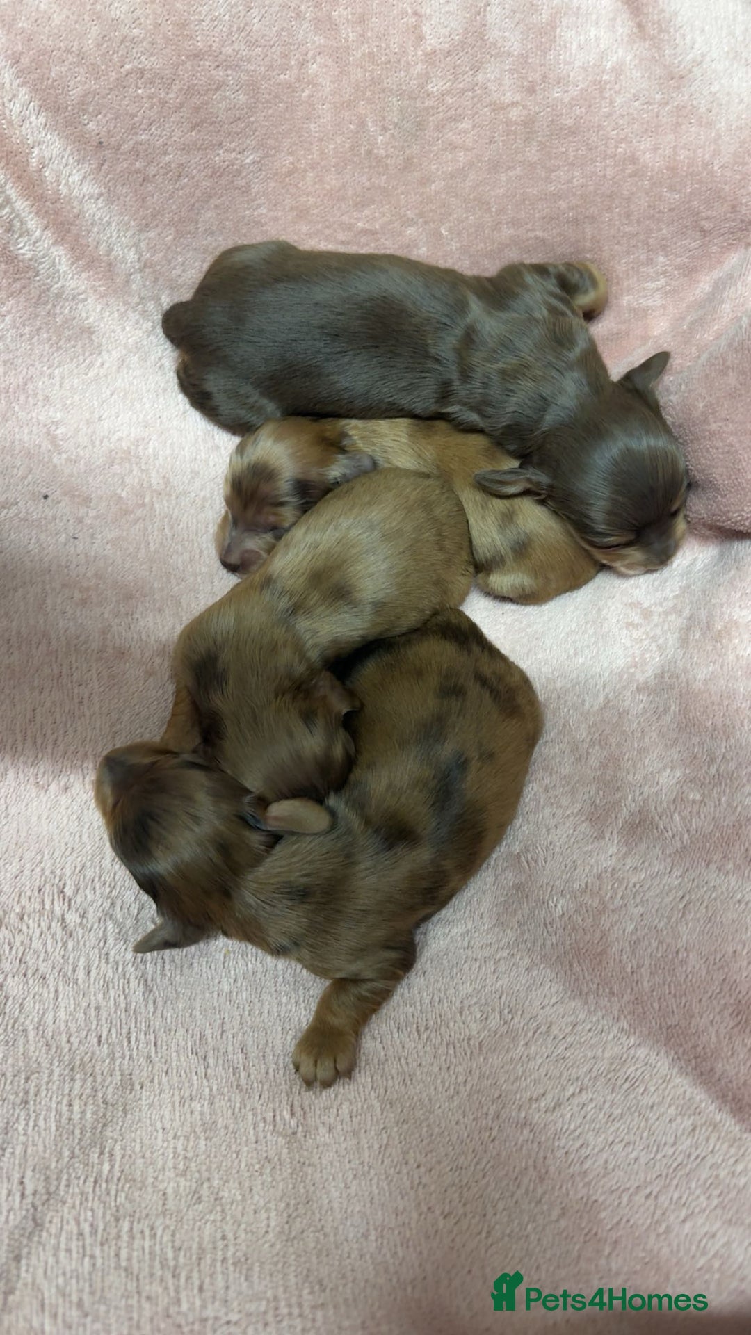 Miniature Dachshund dogs for sale: Miniature long haired dachshund puppies  - Image 2