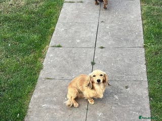Miniature Dachshund dogs 4 miniature dachshund studs - Advert 18