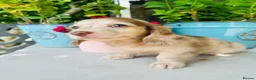 Miniature Dachshund dogs for sale: Chocolate, Cream & Dapple - 5 star Breeder  - Advert 16