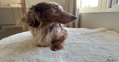 Miniature Dachshund dogs ✨HECTOR✨ MINI LONG HAIRED✨ CHOCOLATE DAPPLE ✨ - Advert 13