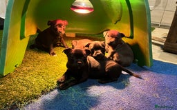 Staffordshire Bull Terrier dogs for sale: Six stunning Staffordshire bull terrier pups  - Image 2