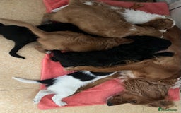 Cockapoo dogs for sale: Cockapoo puppies  - Image 9