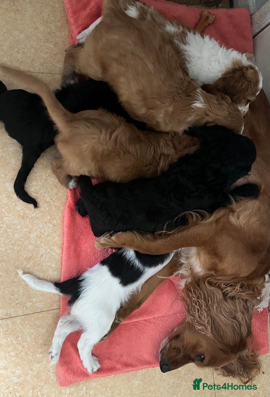 Cockapoo dogs for sale: Cockapoo puppies  - Image 9