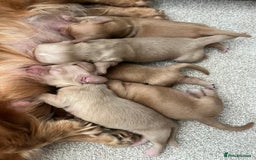 Miniature Dachshund dogs for sale: PRA clear miniature long haired dachshund puppies - Image 7