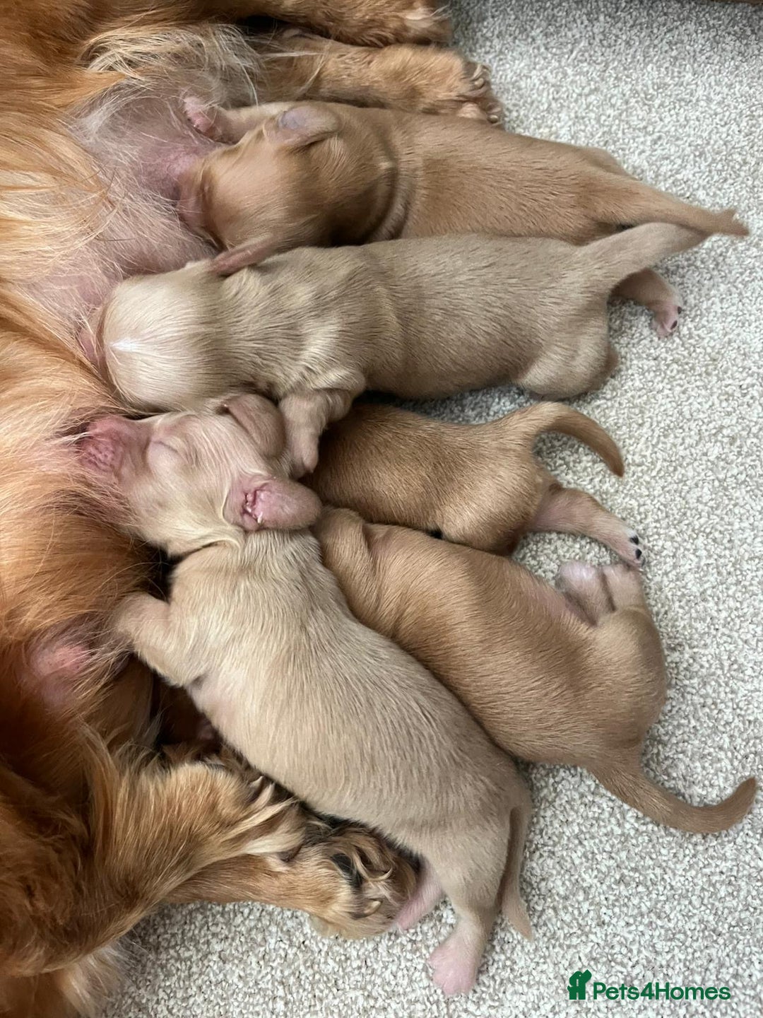 Miniature Dachshund dogs for sale: PRA clear miniature long haired dachshund puppies - Image 7
