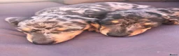 Miniature Dachshund dogs for sale: miniature dapple boys  - Advert 12