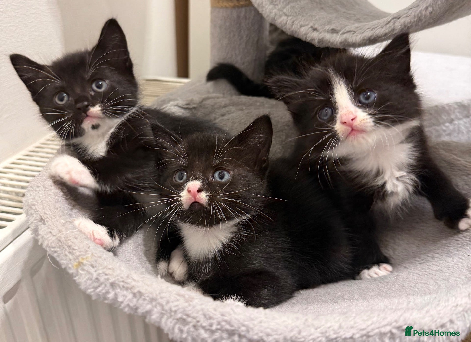 Mixed Breed cats Lovely Mixed-Breed Kittens Seeking Loving Homes - Advert 1
