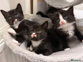Mixed Breed cats Lovely Mixed-Breed Kittens Seeking Loving Homes - Advert 1