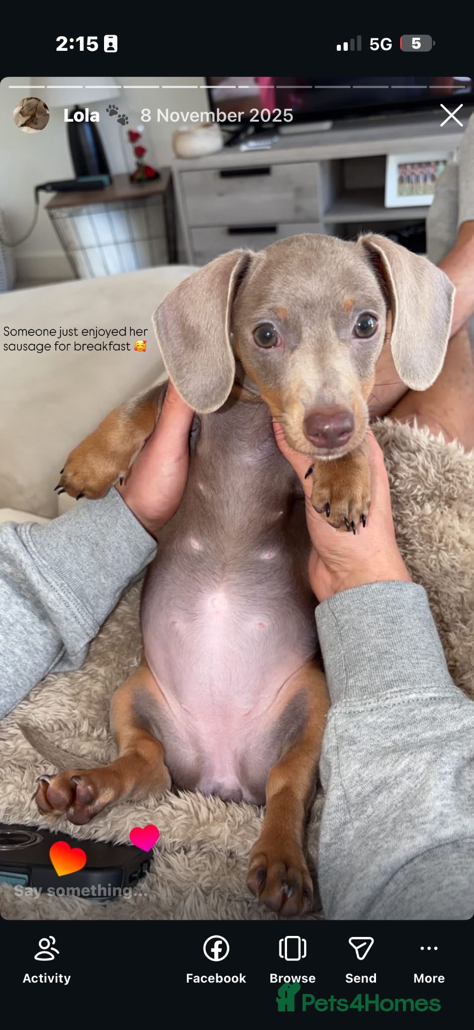 Dachshund dogs 7 month of miniature dachshund  - Advert 2