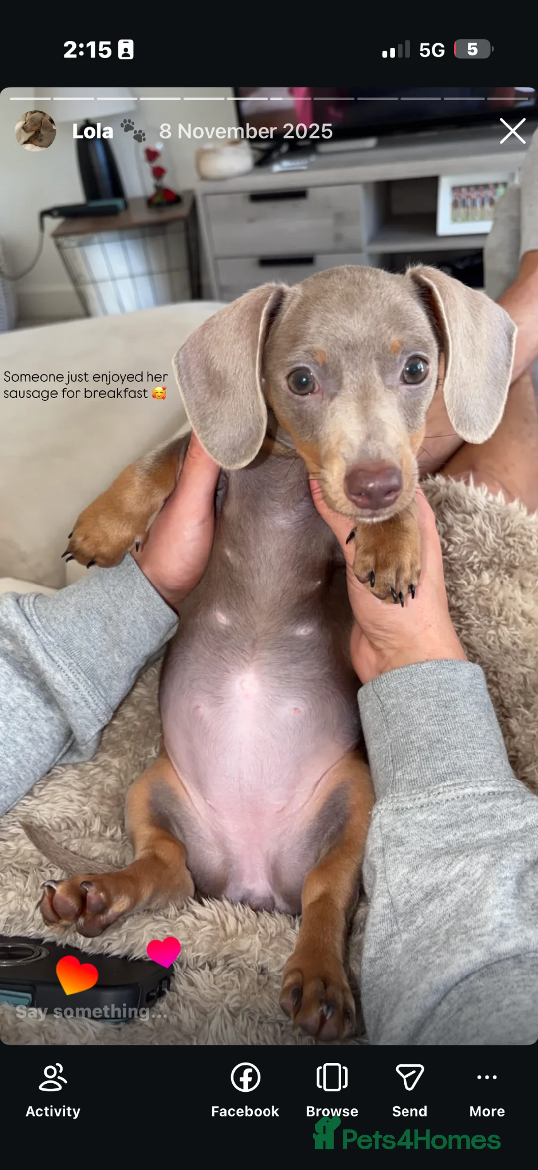 Dachshund dogs for sale: 7 month of miniature dachshund  - Advert 1