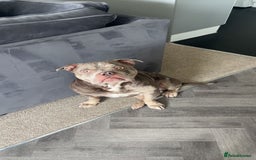American Bully dogs for sale: American bully  - Image 1